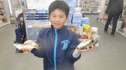 堺堤防 サビキで良型アジゲット