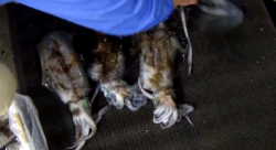 田辺元島堤防 ヤエンでアオリイカ〜1.22kg4ハイ