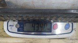 江住でヤエン釣りアオリイカ釣果。