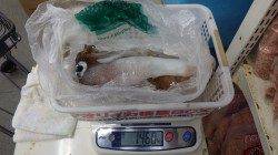 天神崎、風が強くアタリが少ない中でヤエンでキロアップ ↑