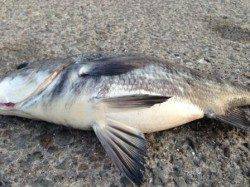 【パンパンのチヌ47㎝!エビ撒きウキ釣り】南芦屋浜