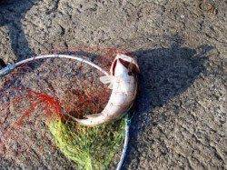 好調の大津川川尻水銀灯、ハネ釣れてます!5日夕方泉大津