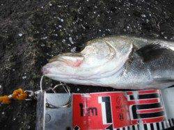 【ハネ釣れていました♪】南芦屋浜