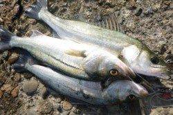 泉佐野食コン★チヌにハネがｲｲ♪