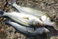 泉佐野食コン★チヌにハネがｲｲ♪  