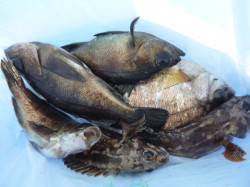 神戸空港東端でウキ釣り、メバル・ガシラ・ウ…