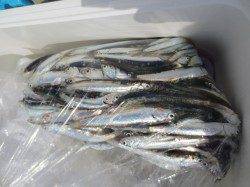 田ノ浦いわし夕方も期待出来そうです♪