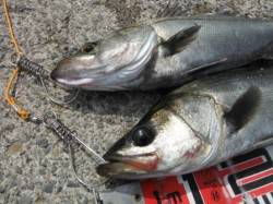 【エビ撒き好調♪ハネ釣れてます！】南芦屋浜…