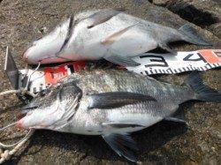 【オキアミフカセでプリプリチヌ！】南芦屋浜