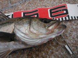 【ハネ＆チヌ、エビ撒きでヒット♪】南芦屋浜