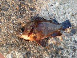 【朝一からハネ４本釣れています】南芦屋浜