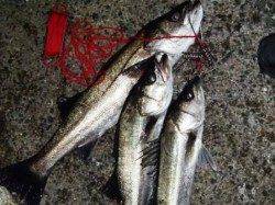 ハネだけじゃない！泉大津RT！夕方