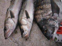 【エビ撒きいい感じ♪チヌ&ハネ】南芦屋浜