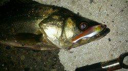 兵突でシーバス好調②！！