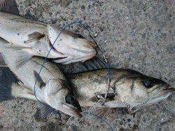 【今日も爆釣!?】南芦屋浜リアルタイム