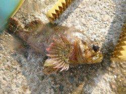 神戸空港ＲＴ、ヨロイメバルです。