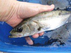 兵庫突堤ＲＴ、チヌスタート！！