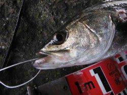 【今日もエビ撒き♪のハネ】南芦屋浜
