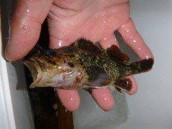 夜の兵突素敵な彼女もlアナゴ釣り!