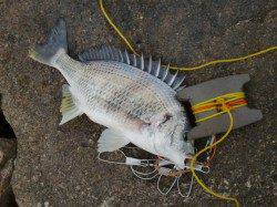 今日の『芦屋年金クラブ』 キビレの釣果