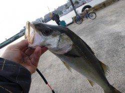 北公園ＲＴ　美しいハネ