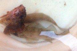 快晴です★食コンりあるたいむ