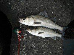 え～っ!ここで爆釣ですか?泉大津RT24日朝