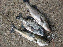 芦屋店より『鳴尾浜　海釣り広場』情報