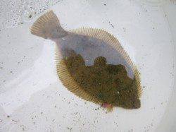 投げ釣り系は兵突と須磨！