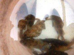 泉佐野食コン　ハネにメバル♪