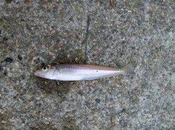 【27日】青岸でチョイ投げキス調査!!