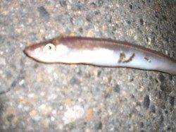 夜の兵突のアナゴです！