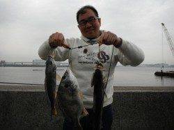 丸島防波堤、オキアミフカセでハネ1匹、キビレ2匹