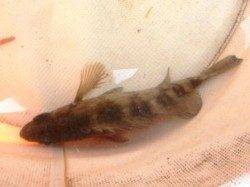 泉佐野食コンリアルタイム