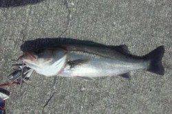 【エビ撒きハネ】芦屋のエビ撒き情報