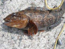 和田防の最新情報など