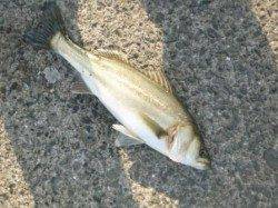 泉佐野食コン リアルタイム♪