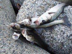 大津川川尻高場手前のテトラではハネ好調！