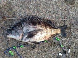 【パンパンのチヌ47㎝!エビ撒きウキ釣り】南芦屋浜