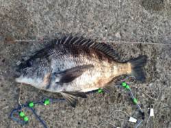 【パンパンのチヌ４７㎝！エビ撒きウキ釣り】…