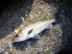 渋いスタートです･･･　泉大津RT7日あさ…