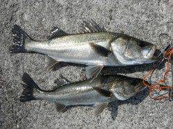 銀ピカのハネ好調♪西宮ケーソンRT