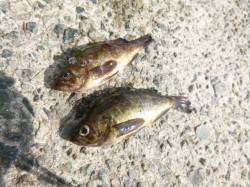 【カゴ天秤でメバル】アジュール舞子