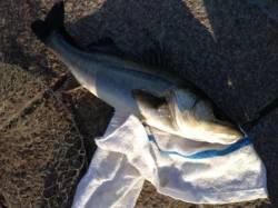 【満潮すぎからハネ釣れだす！】南芦屋浜リア…