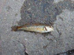 アブ新 泉大津3つのポイントへ