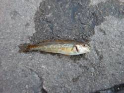 アブ新 泉大津3つのポイントへ  