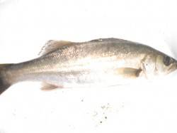 兵突のゴールデンタイムのエビ撒き釣り！