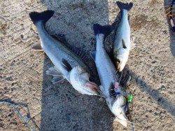 好調の大津川川尻水銀灯、ハネ釣れてます!5日夕方泉大津