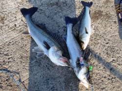 好調の大津川川尻水銀灯、ハネ釣れてます！5…