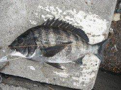 北風に強い!西宮ケーソンRT